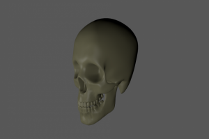头颅骨3D模型