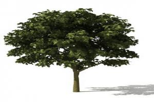 普通树3D模型