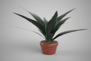 活体植物3D模型