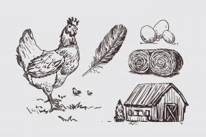 黑白素描鸡插图
