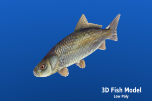 超写实鱼3D模型
