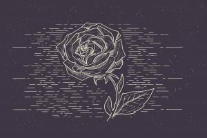 素描玫瑰花插图