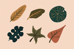 各种植物叶子插图