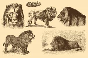 狮子复古风格插图