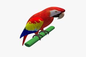 彩色鹦鹉3D模型