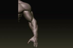 肌肉手臂3d模型