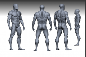 男性解剖学模型