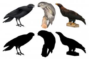 一组不同的鸟类插图