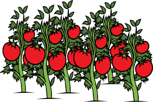 结满果实的番茄树插图