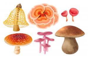各种种类的蘑菇插图