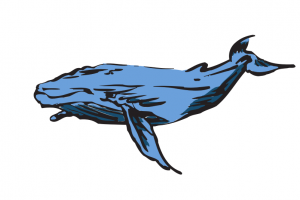 蓝鲸手绘插图