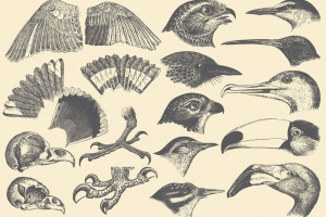 鸟类部位素描插图