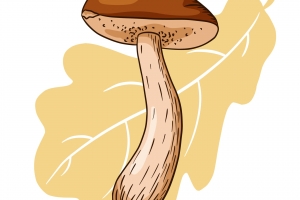 蘑菇和橡树叶插图