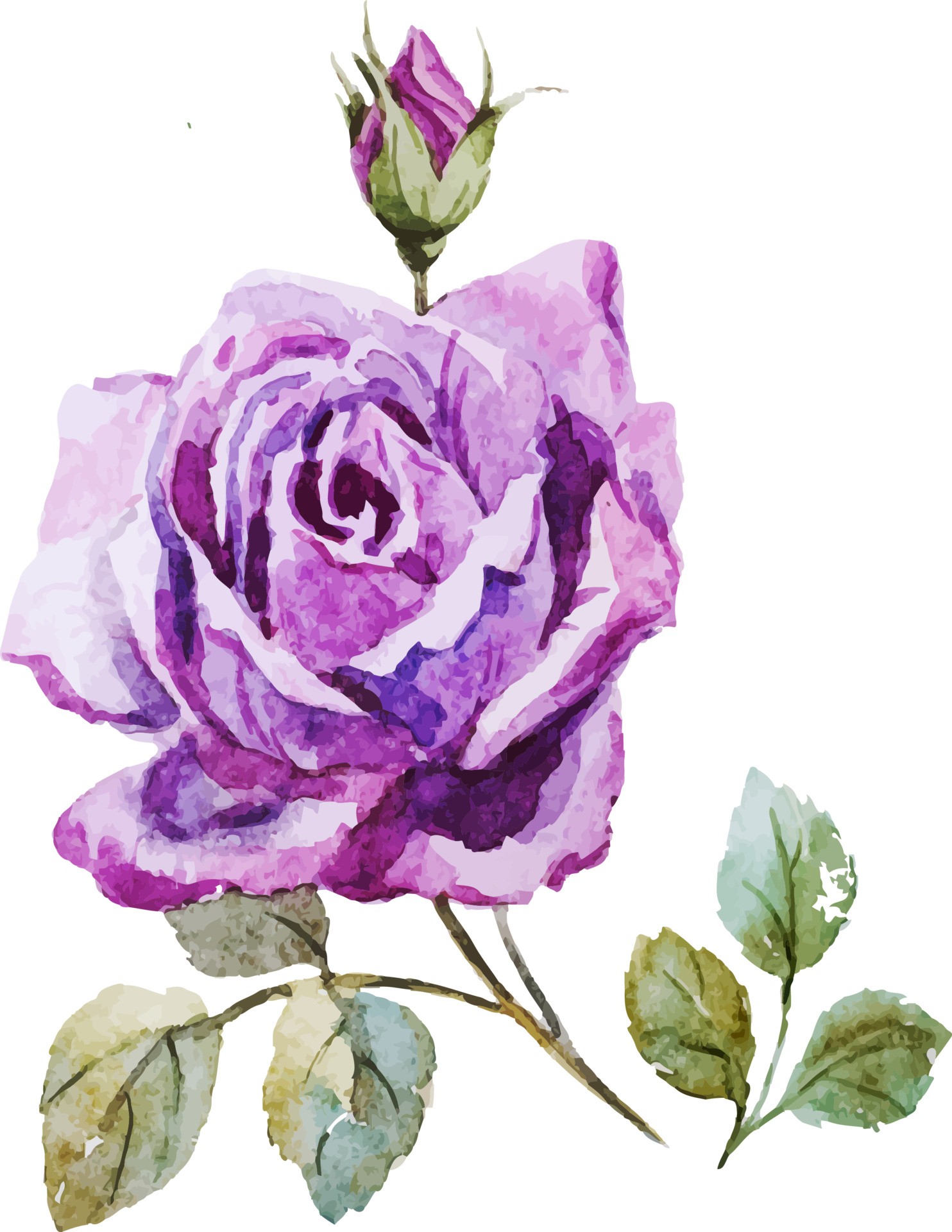 紫色玫瑰花插图 紫色 玫瑰花 花朵 花苞 花卉 花枝 植物 盛开的花朵 插图 水彩插图 北极熊素材库
