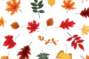 秋日落叶抽象插图