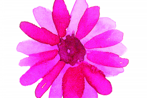 粉红非洲菊插图