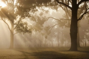 日出时分被雾笼罩的树林
