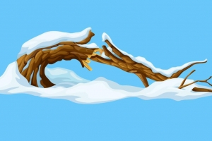 被雪压断的树枝插图