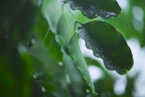 雨水打在树叶上视频