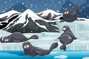 极地海豹插画