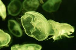 深海里的绿色水母