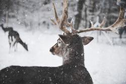 下雪天的驯鹿