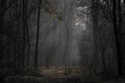 昏暗的森林风景