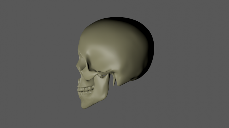 头颅骨3D模型1
