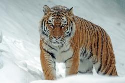 在雪中行走的老虎
