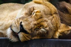 正在休息的母狮子