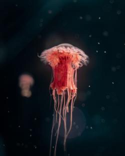 水中的粉红色水母
