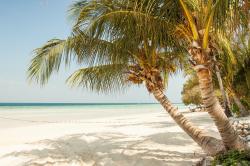 海岸上的椰子树