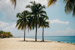 沙滩上的几棵椰树