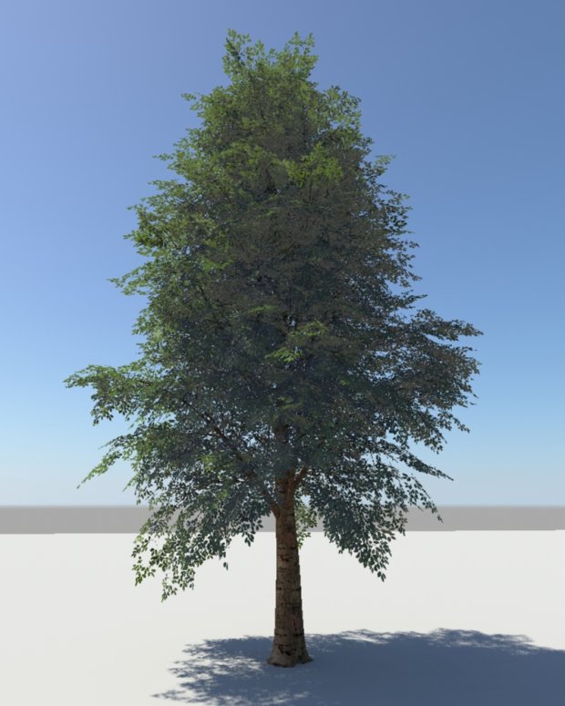 榉树3D模型0