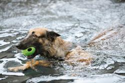 水里捡球的狗
