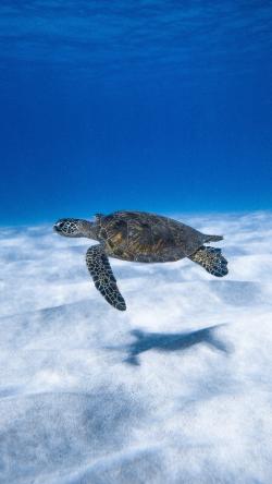 海底游动的海龟