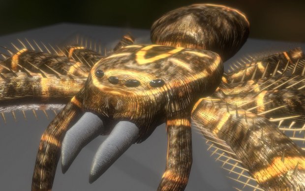 毒蜘蛛3D模型4