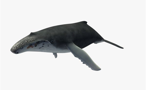 蓝鲸3D模型0