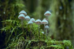 草丛里的白色蘑菇