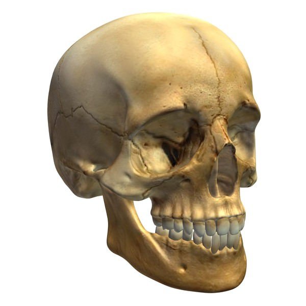 头骨3D模型0