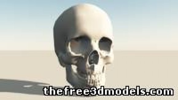 颅骨3D模型0