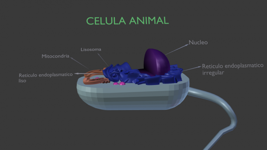动物细胞3D模型0