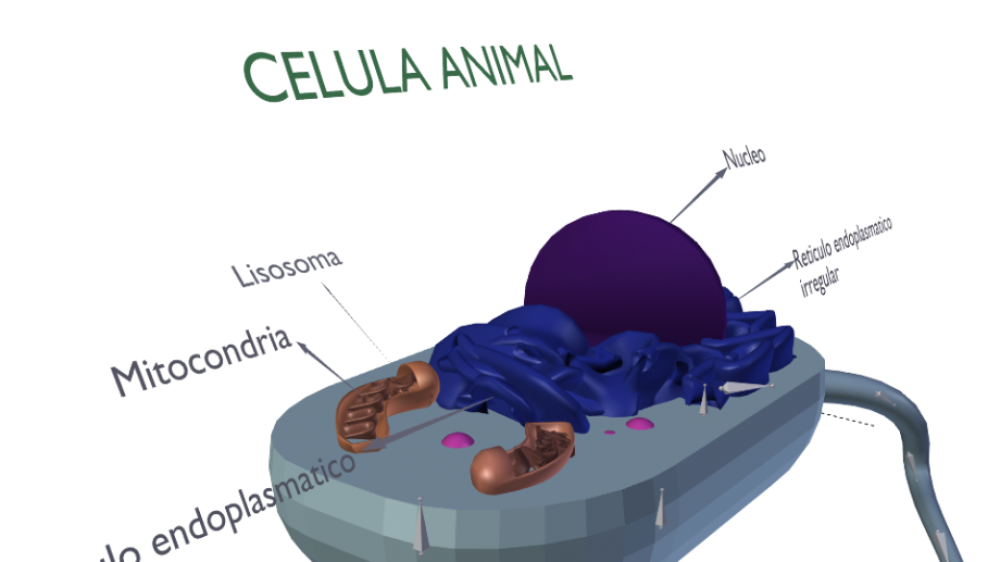 动物细胞3D模型2