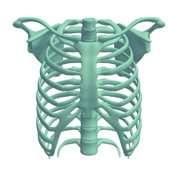 人体胸腔骨骼3D模型0