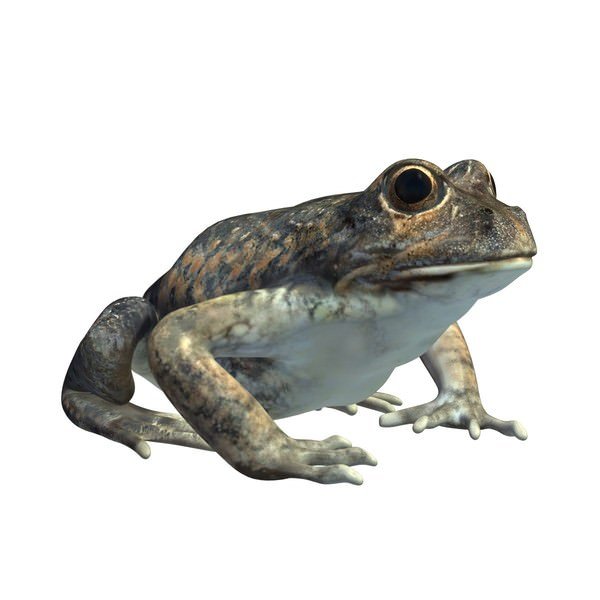 青蛙3D模型0