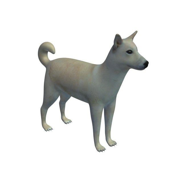 迦南犬3D模型0