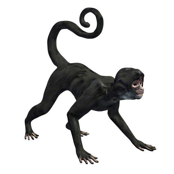 黑色猴子3D模型0
