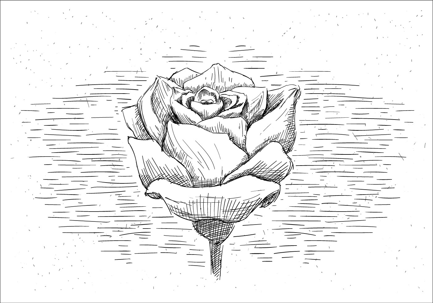 素描玫瑰插画0