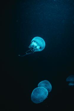 黑暗中发光的水母