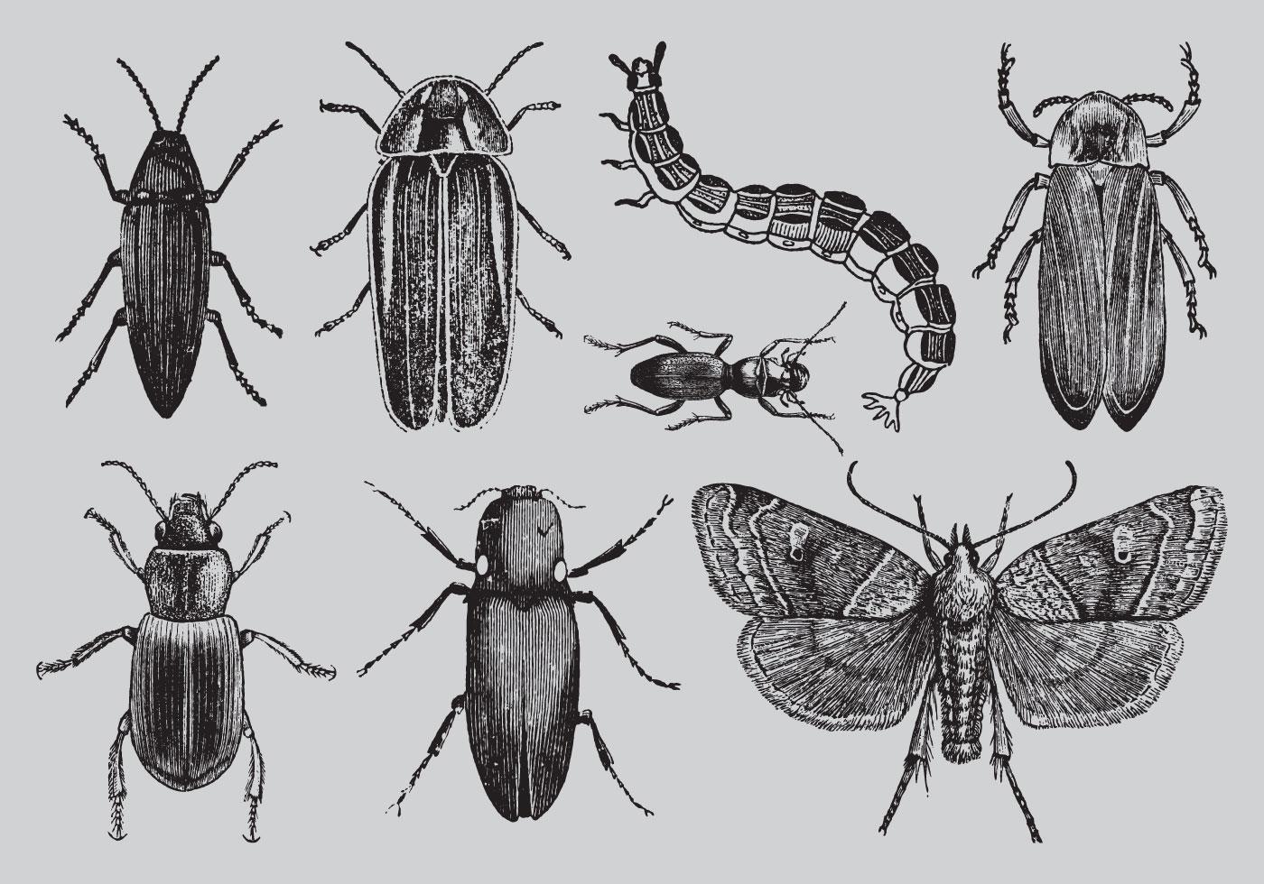 旧样式昆虫绘图插画0